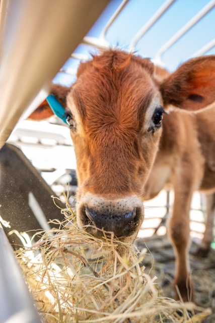 Cow 1
