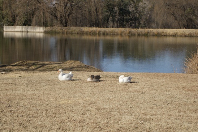 Ducks
