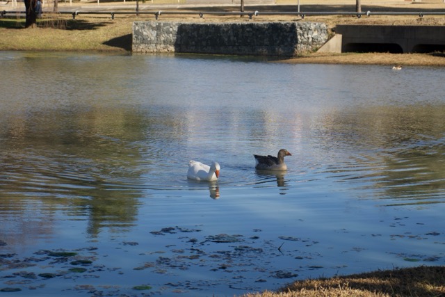 Ducks 2