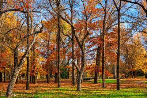 Autumn at NWU